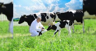 1 Haziran Dünya Süt Günü’nü Kutlu Olsun “Sütaş’ın Aşkı Sütaşkı”
