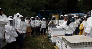 balparmak Arıcılık Akademisi ile İstanbul İli Arı Yetiştiricileri Birliği İstanbul’a Yeni Arıcılar Kazandırdı