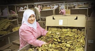 Türkiye, şark tipi tütün üretim ve dış ticaretinde dünya liderliğini koruyor