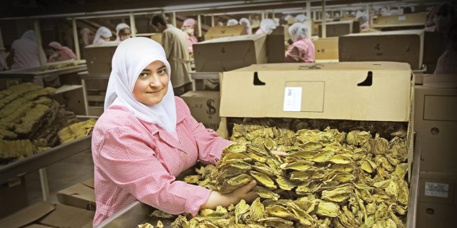 Türkiye, şark tipi tütün üretim ve dış ticaretinde dünya liderliğini koruyor