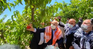 Şeftalide hasat coşkusu