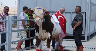 GÖLBAŞI’NIN EN GÜZEL KURBANLIKLARI SEÇİLDİ, BİRİNCİLİĞİ 650 KG’LUK ŞAHİN TOSUN GÖĞÜSLEDİ