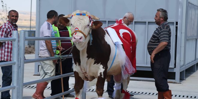 GÖLBAŞI’NIN EN GÜZEL KURBANLIKLARI SEÇİLDİ, BİRİNCİLİĞİ 650 KG’LUK ŞAHİN TOSUN GÖĞÜSLEDİ