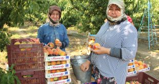 Dalındaki şeftaliyi hasat edip ihtiyaç sahiplerine yolladılar