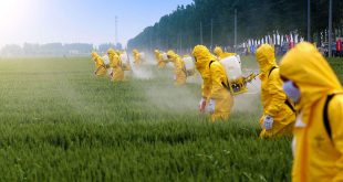 Fetüse kadar ulaşan pestisitlerden uzak durun