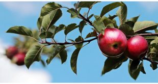 4 Harfle Başlayan Meyveler Nelerdir? Kaç Tane Meyve Vardır?