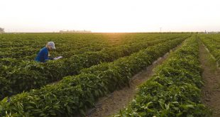 Bayer, “Vegetables By Bayer” adlı Yeni Marka Platformunu Hayata Geçirdi