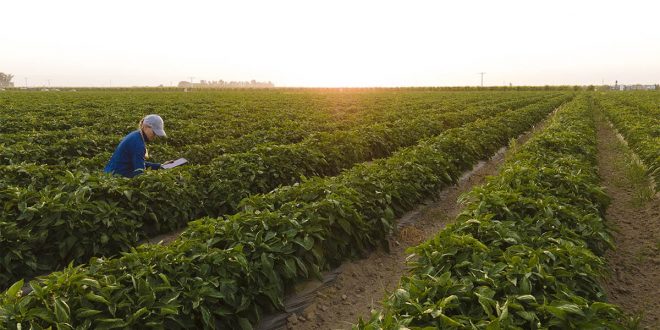 Bayer, “Vegetables By Bayer” adlı Yeni Marka Platformunu Hayata Geçirdi