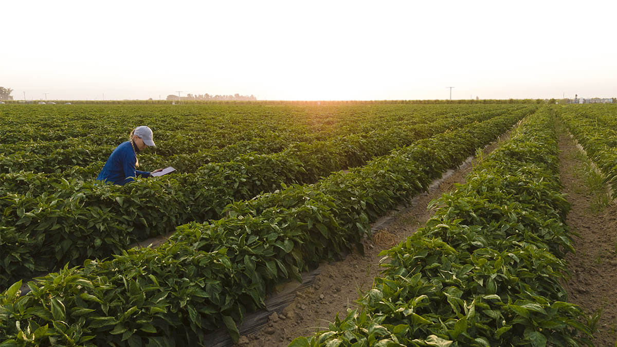 Bayer, “Vegetables By Bayer” adlı Yeni Marka Platformunu Hayata Geçirdi