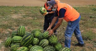 Gölbaşı Belediyesi Hem Çiftçiye Hem Vatandaşa Yardımlarına Devam Ediyor…