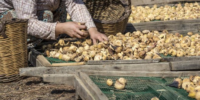 Kuru incirin ihracat yolcuğu 6 Ekim’de başlayacak