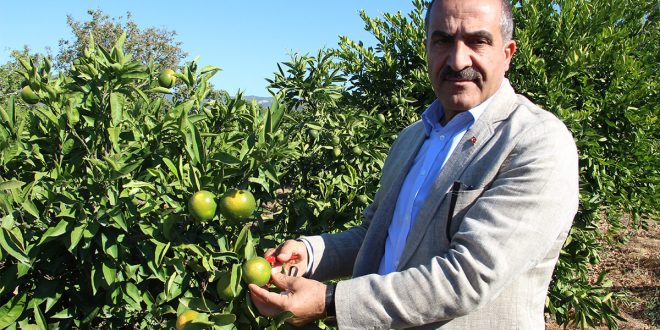 Mandalinalar ihtiyaç sahipleri için hasat edildi