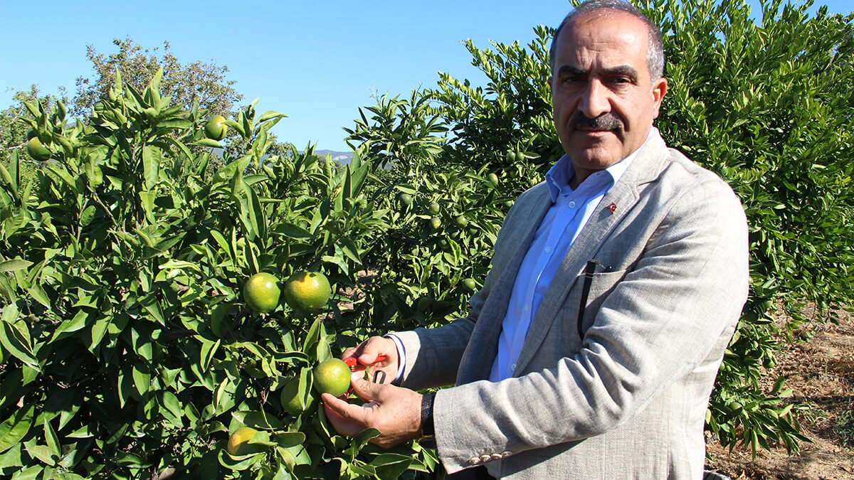 Mandalinalar ihtiyaç sahipleri için hasat edildi