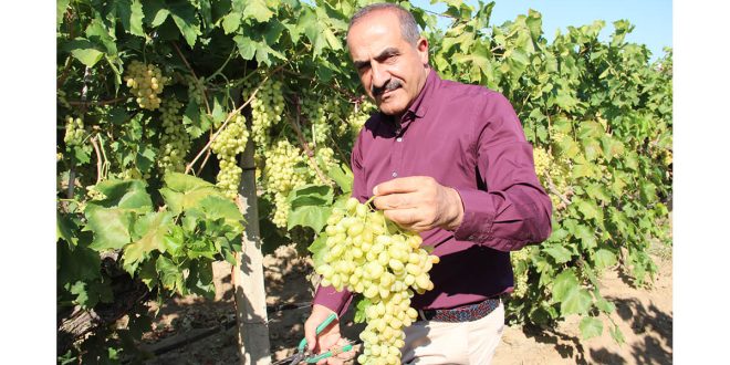 Sultanların tercihi dünyanın tercihi oldu Sultani taze üzüm ihracatında yüzde 54’lük artış